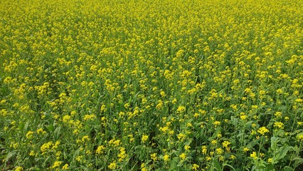 Rapeseed field on a sunny day in spring