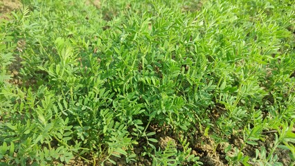 Fototapeta premium Close-up of lentil plant with white flowers. Lentil field. Detail of flowers and tendrils on a green background