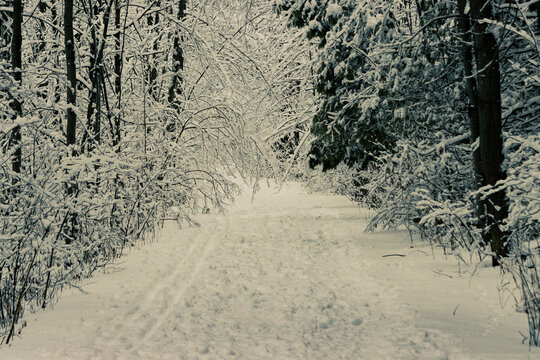 Surrounded by Snow