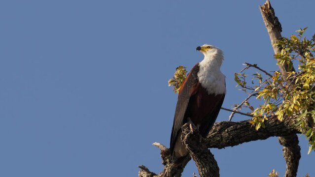 African fish-eagle perched on a branch