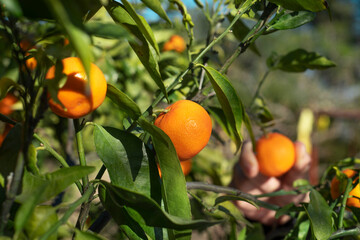 tangerine tree with some ripe tangerines