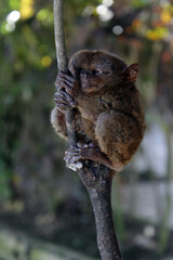 Philippine Tarsier on branch