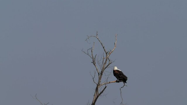 African fish-eagle on a branch