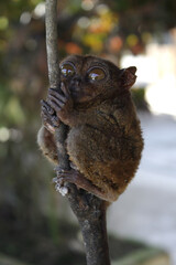 Philippine Tarsier on branch