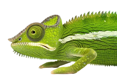 Poster Macro of a green chameleon head isolated on a white background © Flowal93