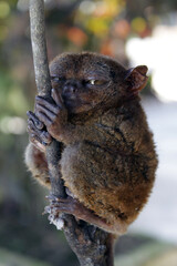 Philippine Tarsier on branch