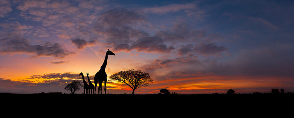 Panorama silhouette Giraffe family and tree in africa with sunset.Tree silhouetted against a setting sun.Typical african sunset with acacia trees in Masai Mara, Kenya