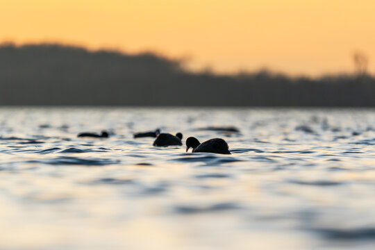 Coots on a lake at sunset