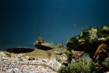 rockpool shrimp, transparent invasive saltwater crustacean search food with pereiopod and antenna,...
