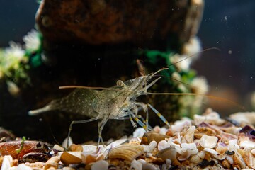 Palaemon elegans, invasive saltwater crustacean in coquina live rock stone, pereiopod and antenna, sponge and green algae on stone background, Black Sea littoral zone biotope aquarium, blue LED light