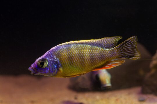 Protomelas fenestratus juvenile, neon glowing Malawi mbuna, substrate blower cichlid swim, popular ornamental species for beginner aquarist, LED low light pseudo sea aquadesign, blurred background