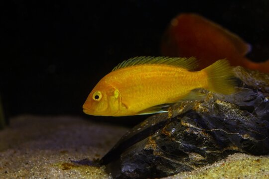 Labidochromis caeruleus, neon glowing orange Malawi mbuna cichlid swim over stone bottom, popular ornamental species for beginner aquarist, LED low light pseudo sea aquadesign, blurred background