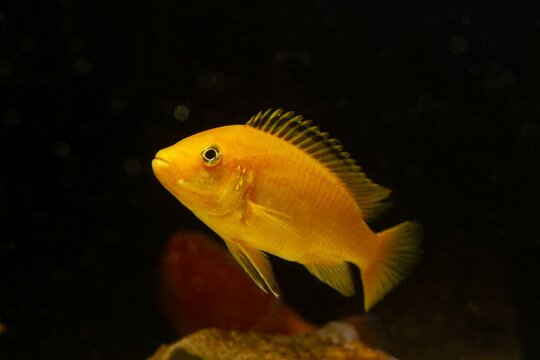 Labidochromis caeruleus, neon glowing orange Malawi mbuna cichlid, popular ornamental species for beginner aquarist, LED low light pseudo sea aquascape aquadesign, shallow dof, blurred background