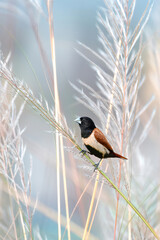Ebony Beauty: The Black-Headed Munia