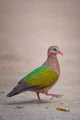Nature's Jewel: Emerald Dove 