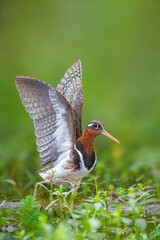 Camouflaged Elegance: The Greater Painted Snipe