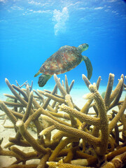 Obraz na płótnie Canvas sea turtle swimming in the crystal clear waters on a reef in the Caribbean Sea