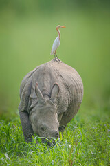 Solitary Majesty: The One-Horned Rhino