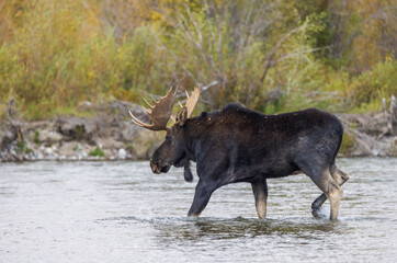 Bull Moose Crossing the Snake River in Grand Teton National Park Wyoming in Autumn