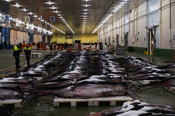 Vigo, Spain; 01-02-2024: Early morning scenes at Vigo's fishing port, showcasing the unloading of...