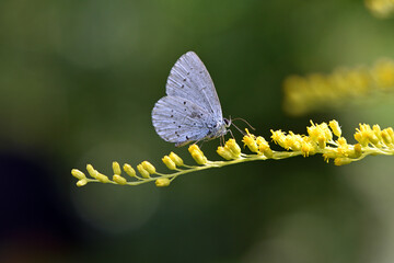 Polyommatus Cyaniris semiargus, blue mazarin. butterfly sitting on a yellow goldenrod flower in a...