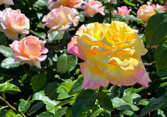 Beautiful tea rose pink yellow petals 