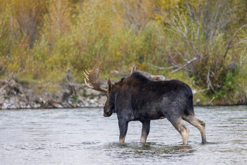 Bull Moose Crossing the Snake River in Grand Teton National Park Wyoming in Autumn