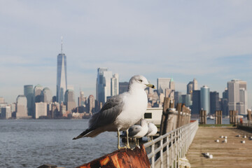 seagull on the beach new york