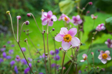 Fototapeta premium Japanese anemone flowers in backyard garden in late summer on overcast day 2
