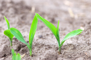 A small plant in soil, corn leaves, green sprout. Ecology, environmental protection. Greenhouse work. corn seedlings in field, small plants. spring, start of work, agriculture, close-up