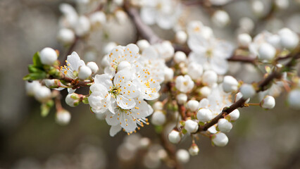 Twig of flowering blackthorn, Prunus spinosa, in spring. white flowers, natural floral background. delicate spring flowers, close-up. spring natural background, flowering tree. macro photo