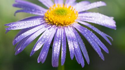 Fototapeta premium blue chamomile flowers. chamomile with drops after rain, morning dew, moisture on the petals. Beautiful blue flower on a blurred background. delicate purple chamomile with yellow pollen in the center