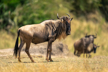 Blue wildebeest stands in profile near others