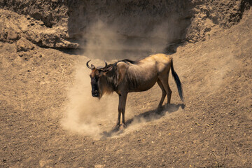 Blue wildebeest stands in dustcloud on riverbank