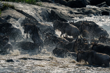 Blue wildebeest splashing across river past rocks