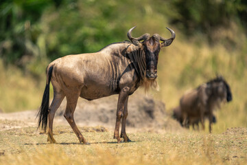 Blue wildebeest standing in profile near others