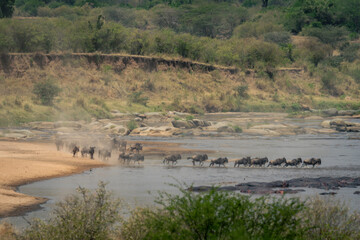 Blue wildebeest walk across river in dust