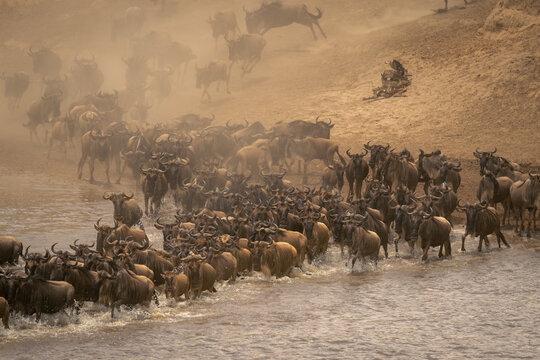 Blue wildebeest stream across river by skeleton - Powered by Adobe