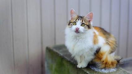 Fluffy tricolor cat with white breast on the street. a motley gorgeous cat sits and rests, looks at...