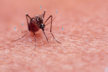 A mosquito that carries dengue fever and Zika virus is sucking blood on a person's skin.