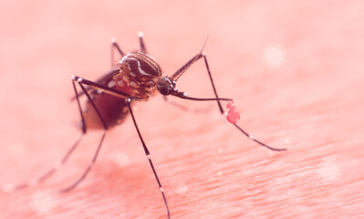 A mosquito that carries dengue fever and Zika virus is sucking blood on a person's skin.