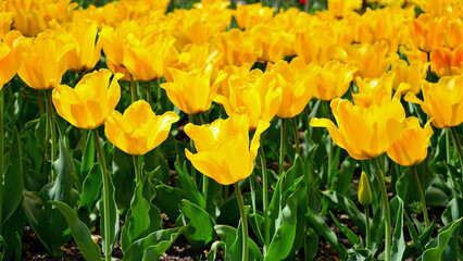 In the garden, delicate yellow flowers, tulips with green leaves, are blooming. large beautiful yellow tulips close-up. spring flowers, flower cultivation, care and sale. tulips for women's holiday