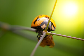 Closeup of a single orange-yellow beetle clinging to the tip of a grass plant on a green background.