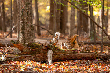 Squirrel in the forest