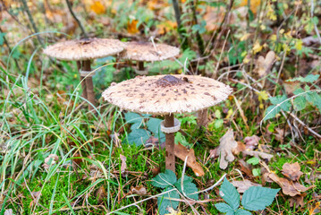 Macrolepiota procera growing in the forest in autumn, a large specimen.