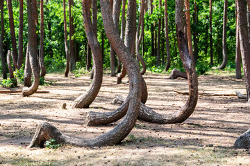 A crooked pine forest growing in Gryfino, Poland. Tourist attraction of Poland.