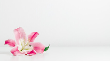 Podium white table with pink lily flower. Aesthetic wooden table background with copy space for...