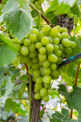 Fototapeta premium Juicy and tasty big bunches of ripe grapes on plantation bushes