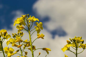 The rapeseed field blooms with bright yellow flowers on blue sky in Ukraine. Closeup