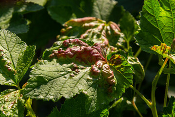 Disease of red and white currants, infection with Gallic aphids Anthracnose. Brown blisters on...